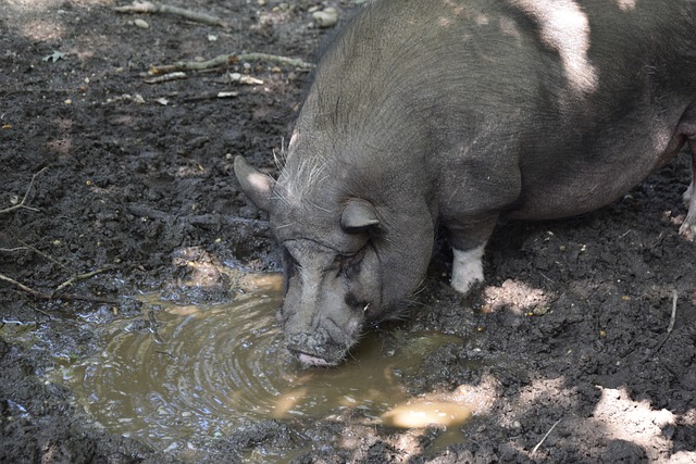 日本强劲组 日本强劲组